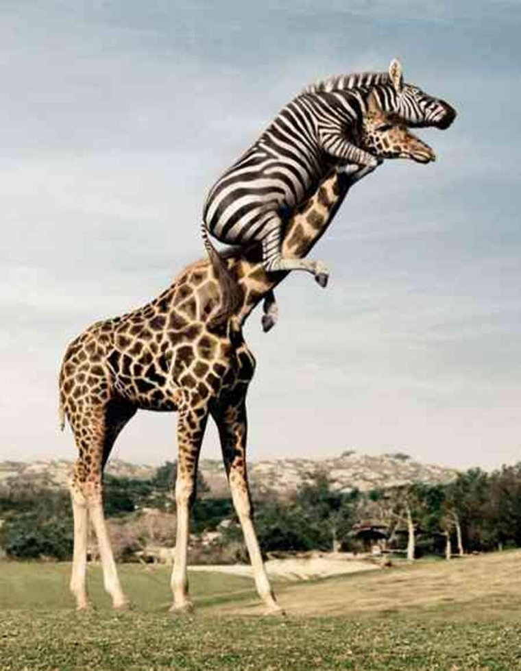 Жирафиха Бриджет