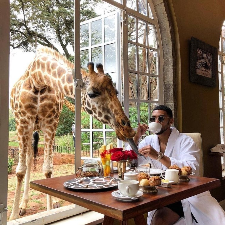 Язык жирафа цвет