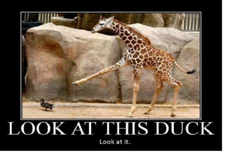 Как спят животные интересные факты