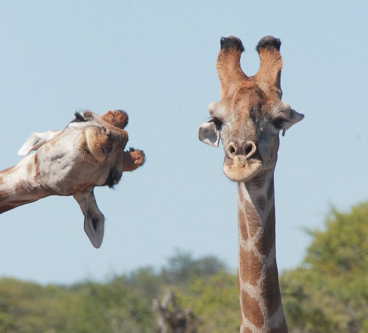 Тупой Жираф
