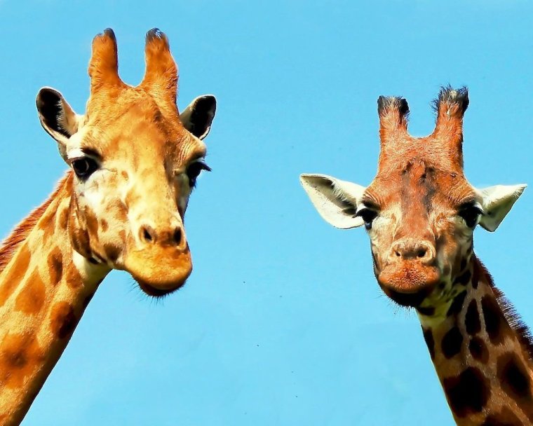 Жираф с цветком во рту