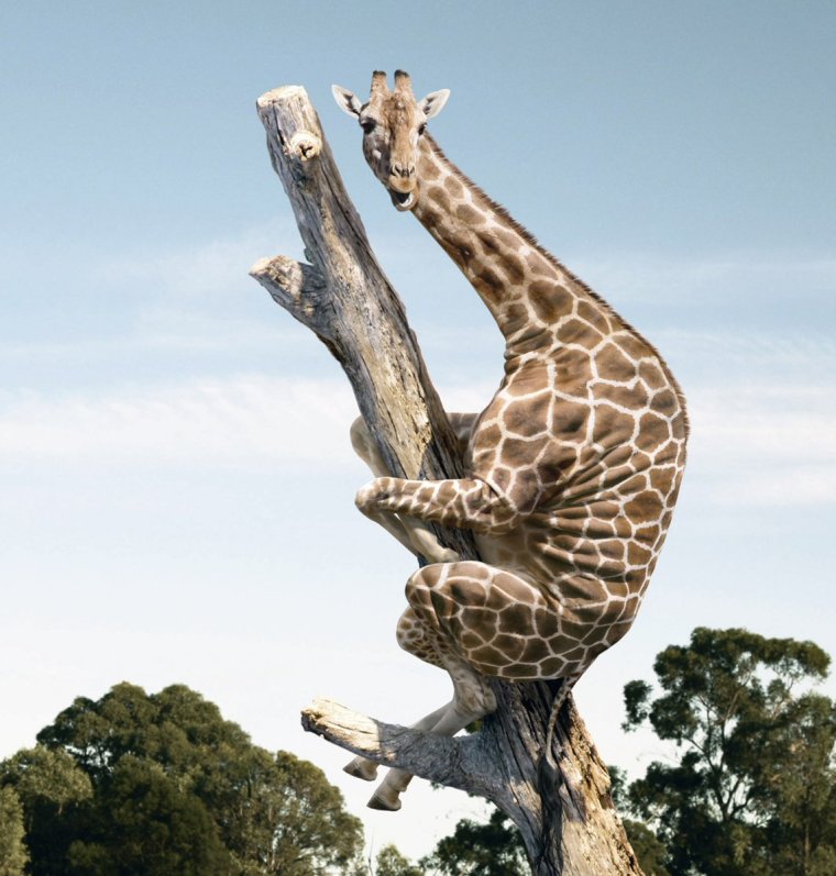 Жираф смеется