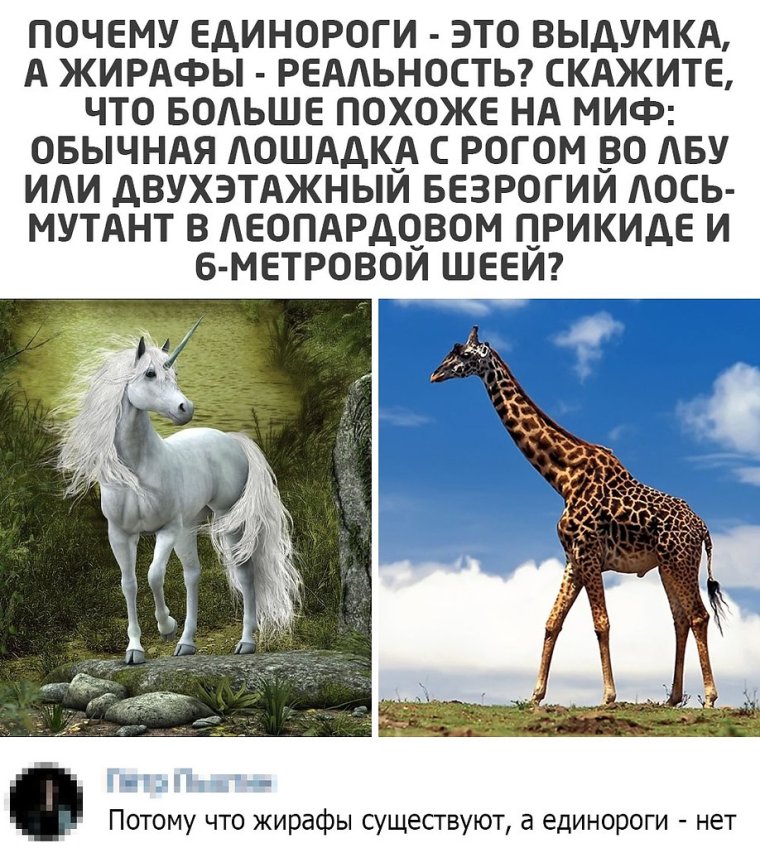 Жираф в окне самолета