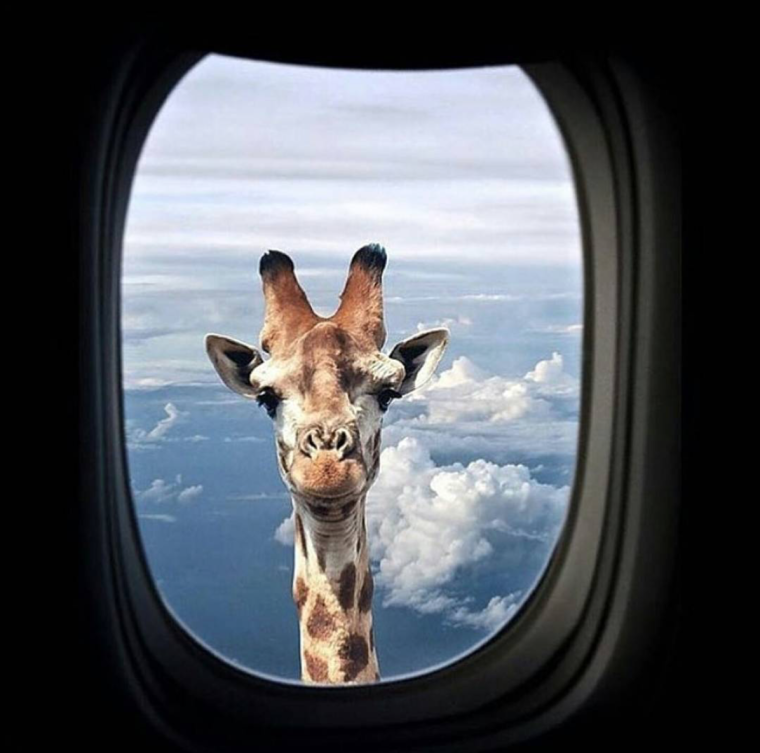 Африканский волоклюй