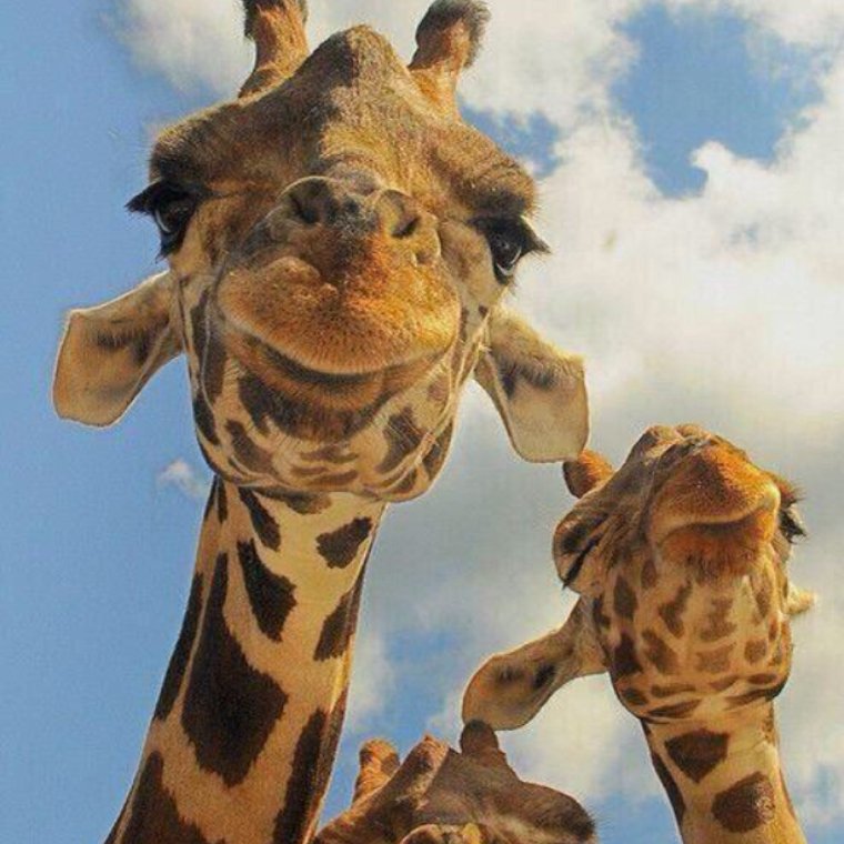 Жираф мальчик и девочка