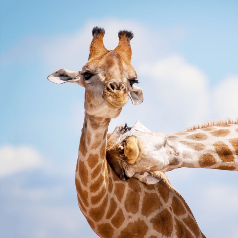 Веселый Жираф