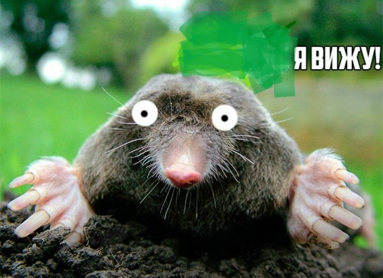 Крот карикатура