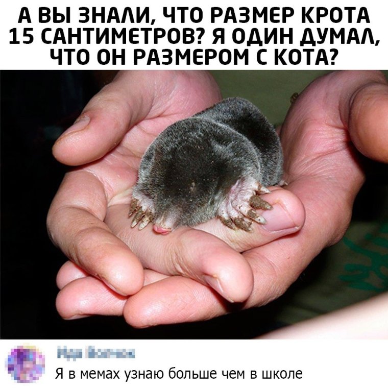 Кротик мультфильм чешский