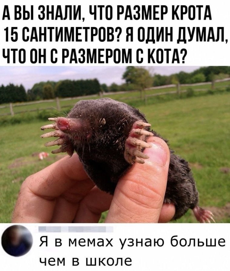 Кротик вектор