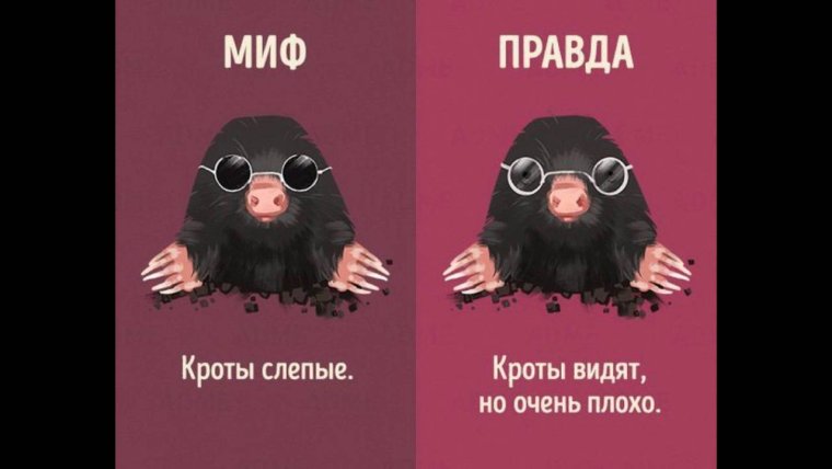 Смешные изображения Кротика