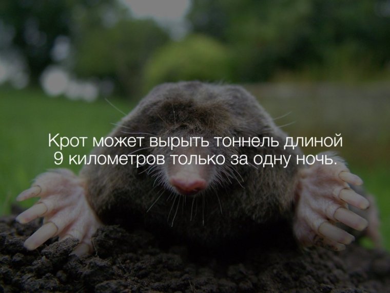 Крот мультяшный в очках