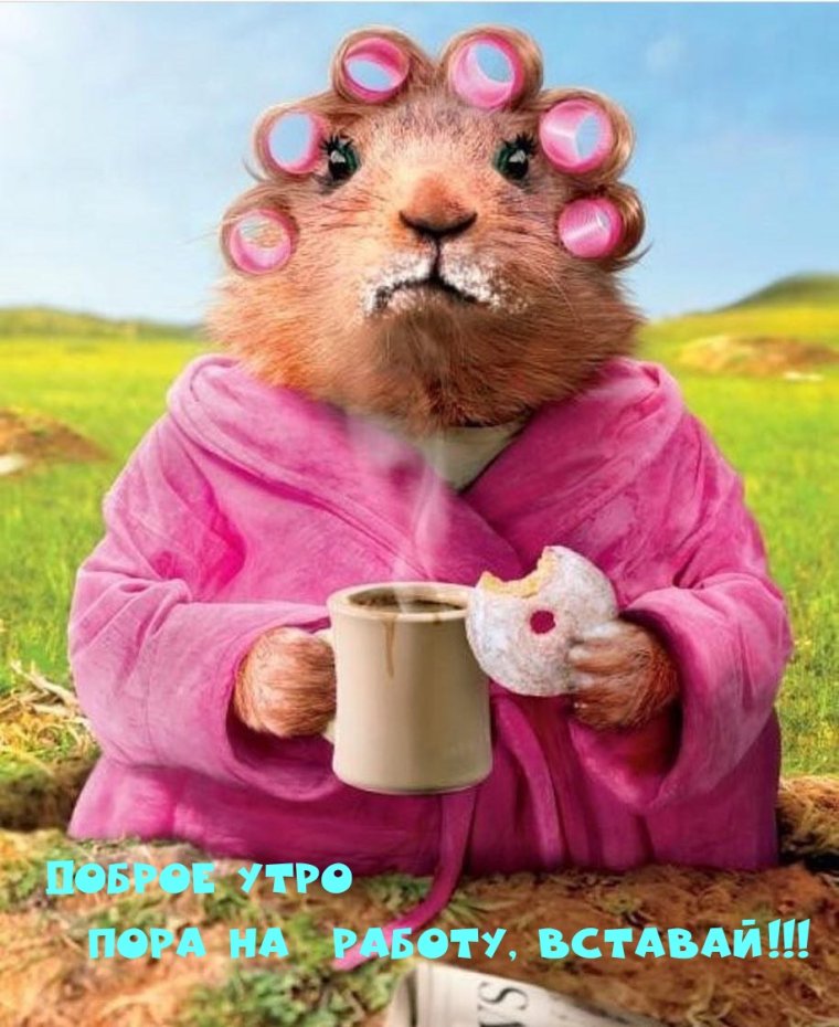 Воскресенье кот