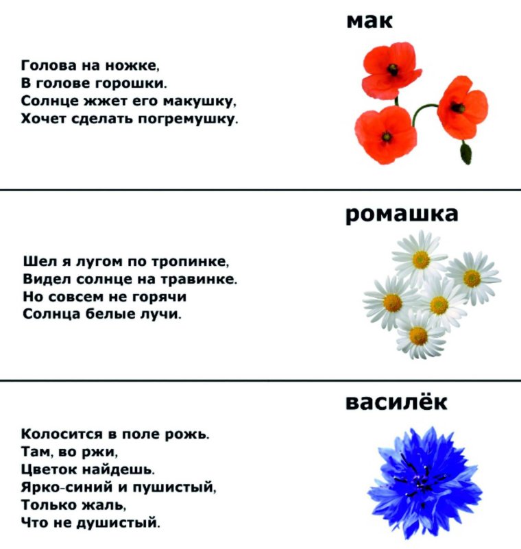 Загадки для детей про растения с ответами