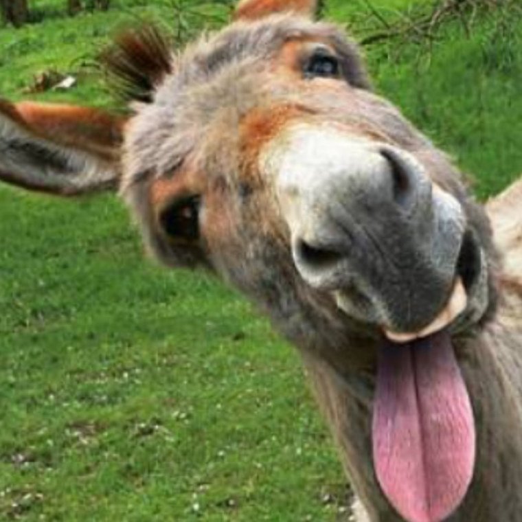 Крутой ишак