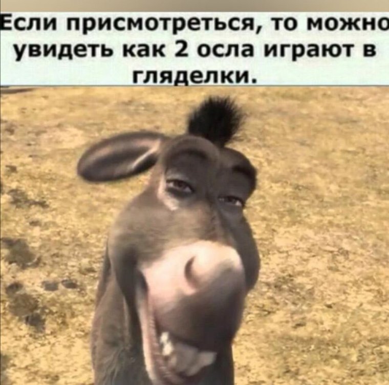 Высказывание про ослов