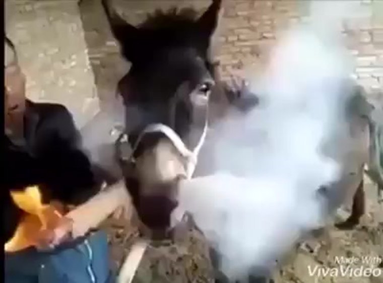 Толстый человек на осле