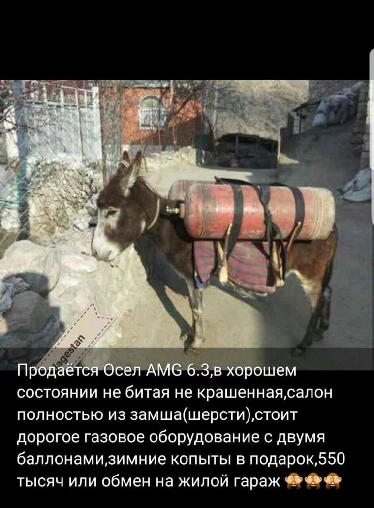 Осел прикол