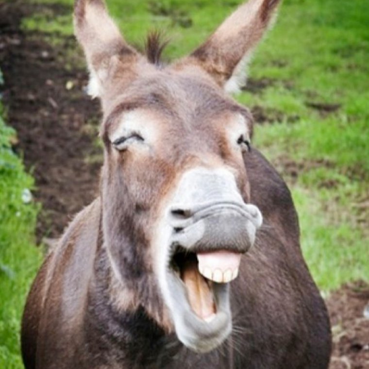 Ослик смеется