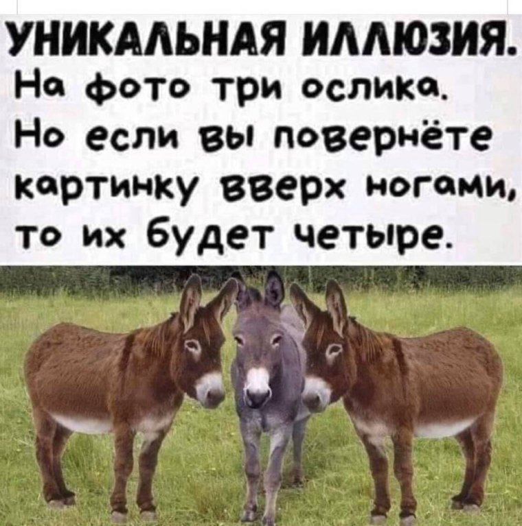 Три ослика