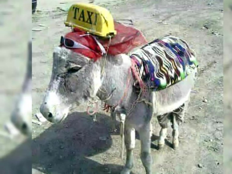 Осел прикол