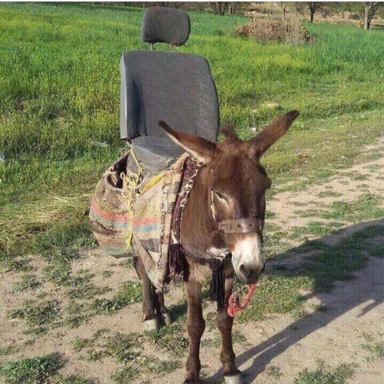 Ишак Мерседес