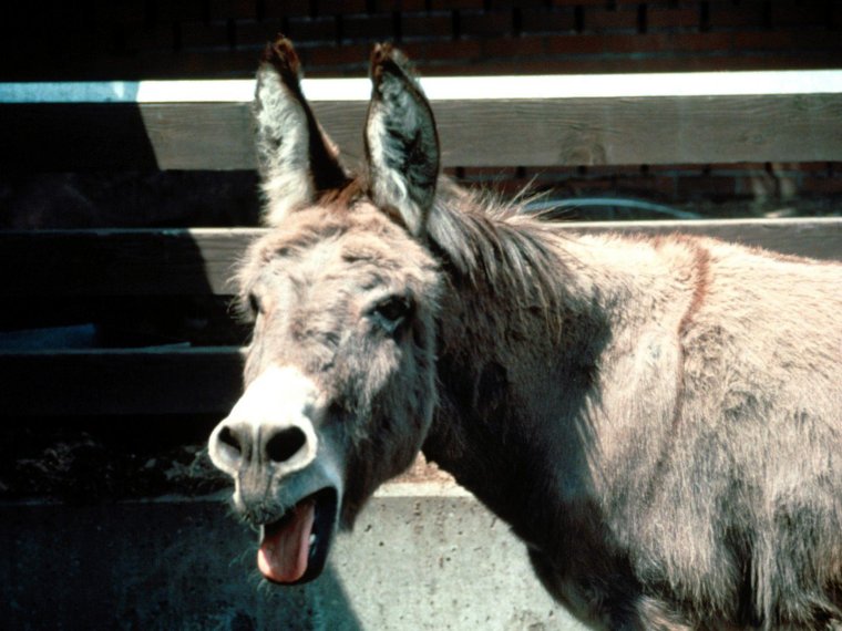 Красивый осел
