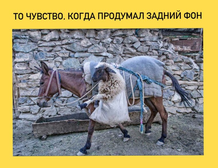 Смешной осел