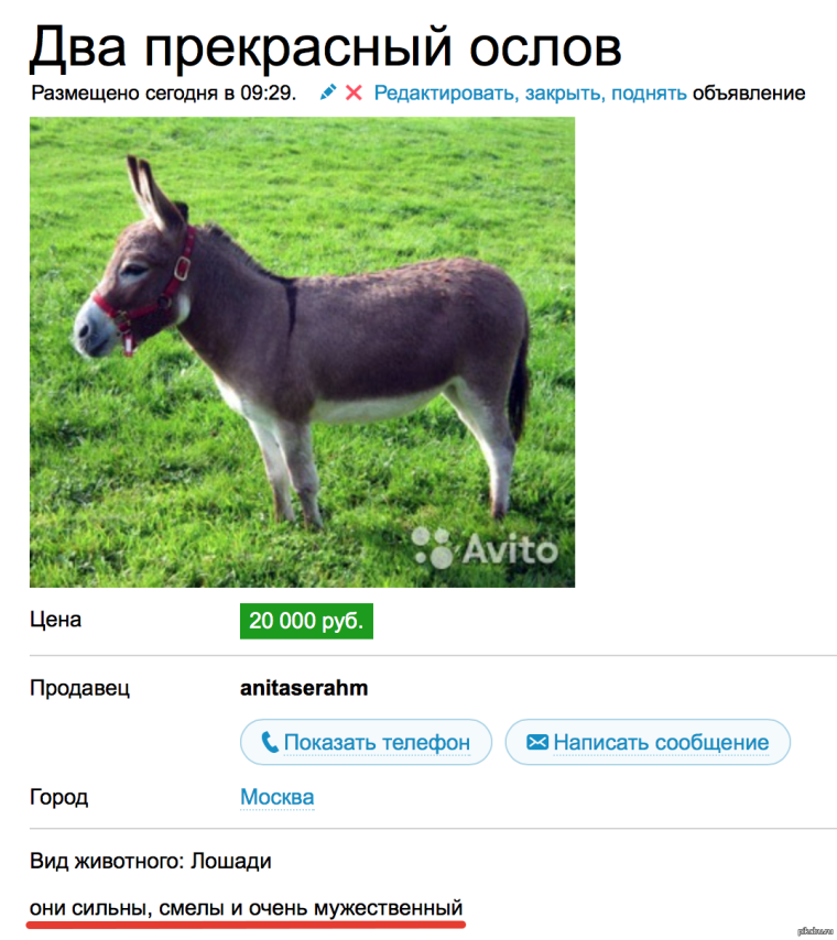 Осел карикатура