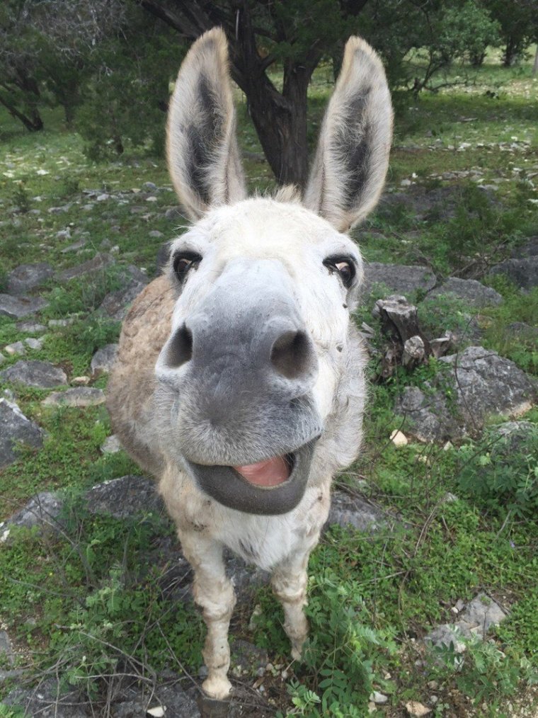 Пьяный осёл