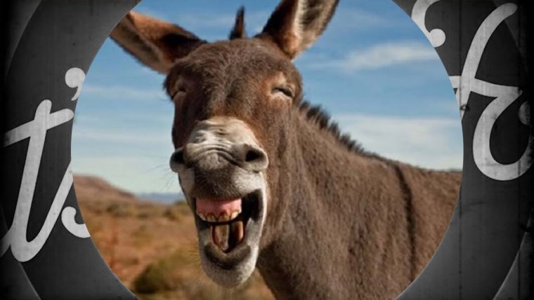 Ишак карабахский