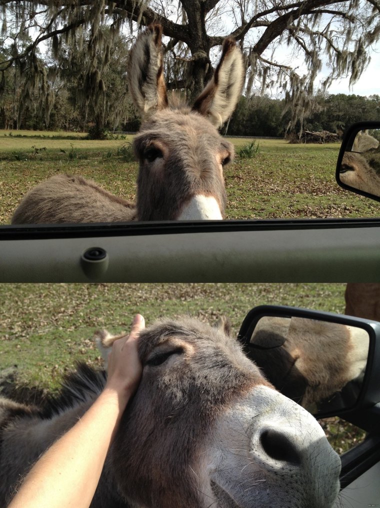 Весёлый ослик стих
