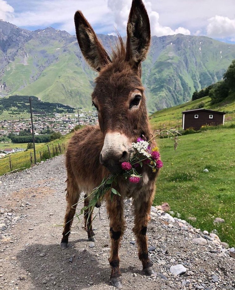 Ишак с повозкой