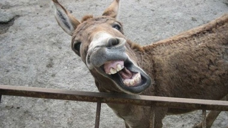 Смешной ослик