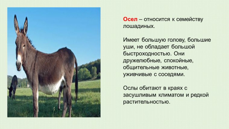 Говорящий осел