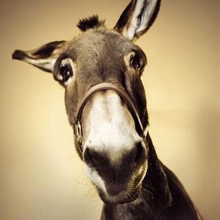 Веселые люди и животные