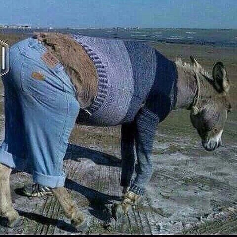 Поцелуй осла