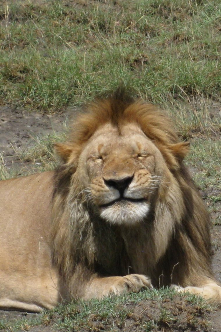 Лев толстой худой