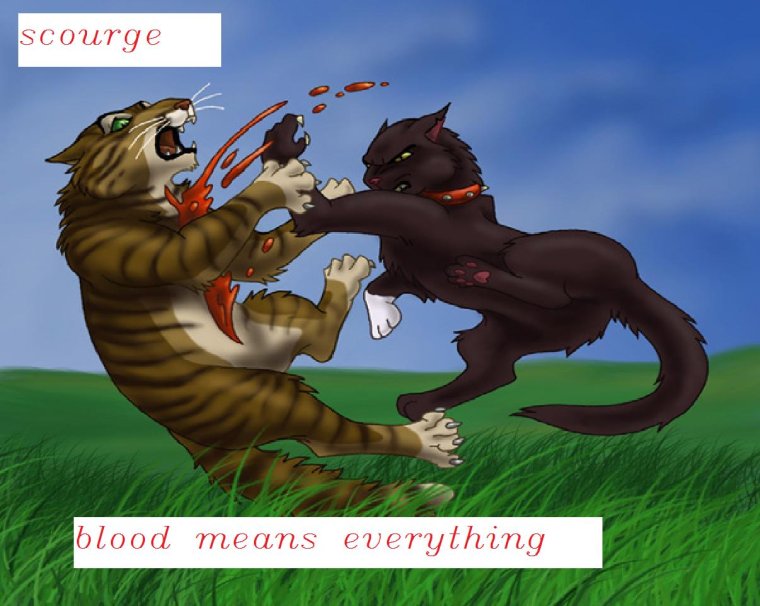 Коты Воители Бич и Звездоцап