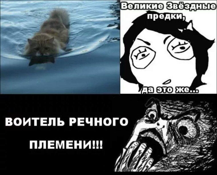 CATWAR приколы