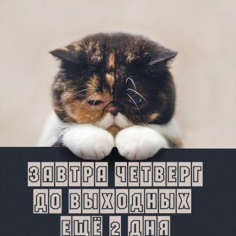 Воскресенье картинки прикольные