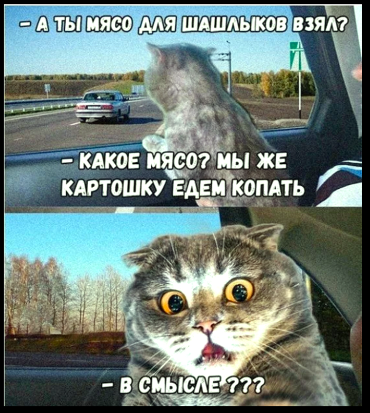 Кот едет на картошку