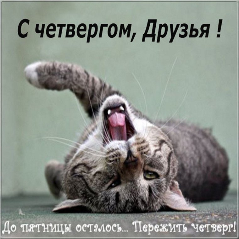 Смешные фразы про четверг