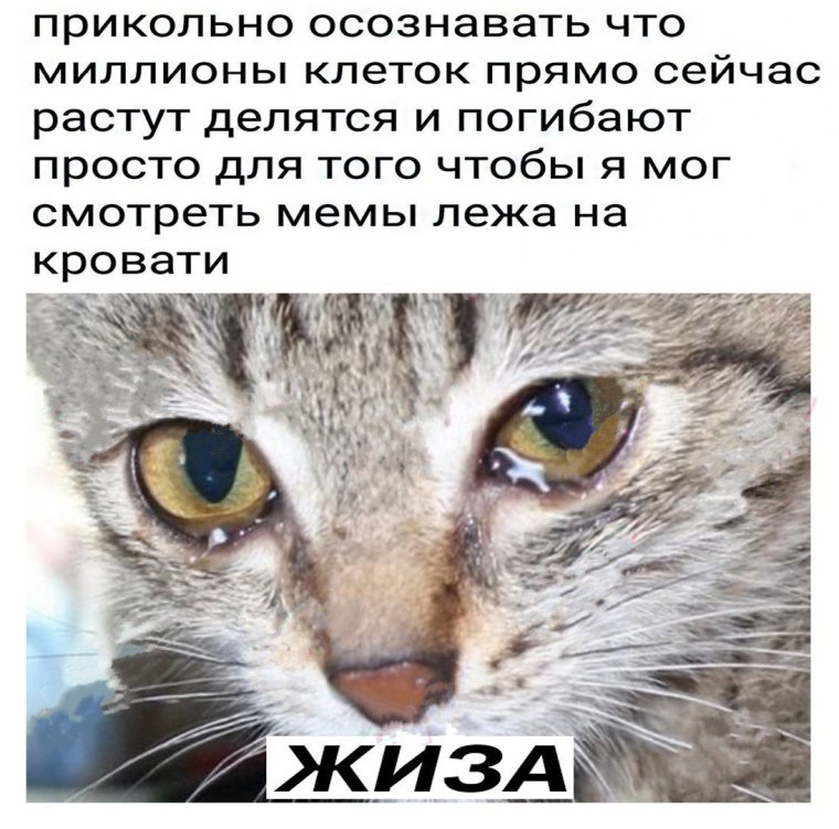 Мемы жиза с надписями