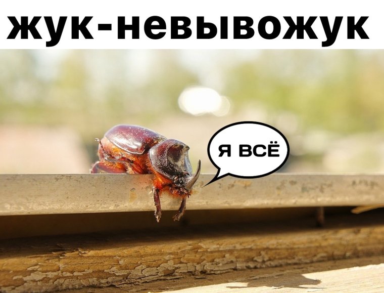 Жуки сериал Постер