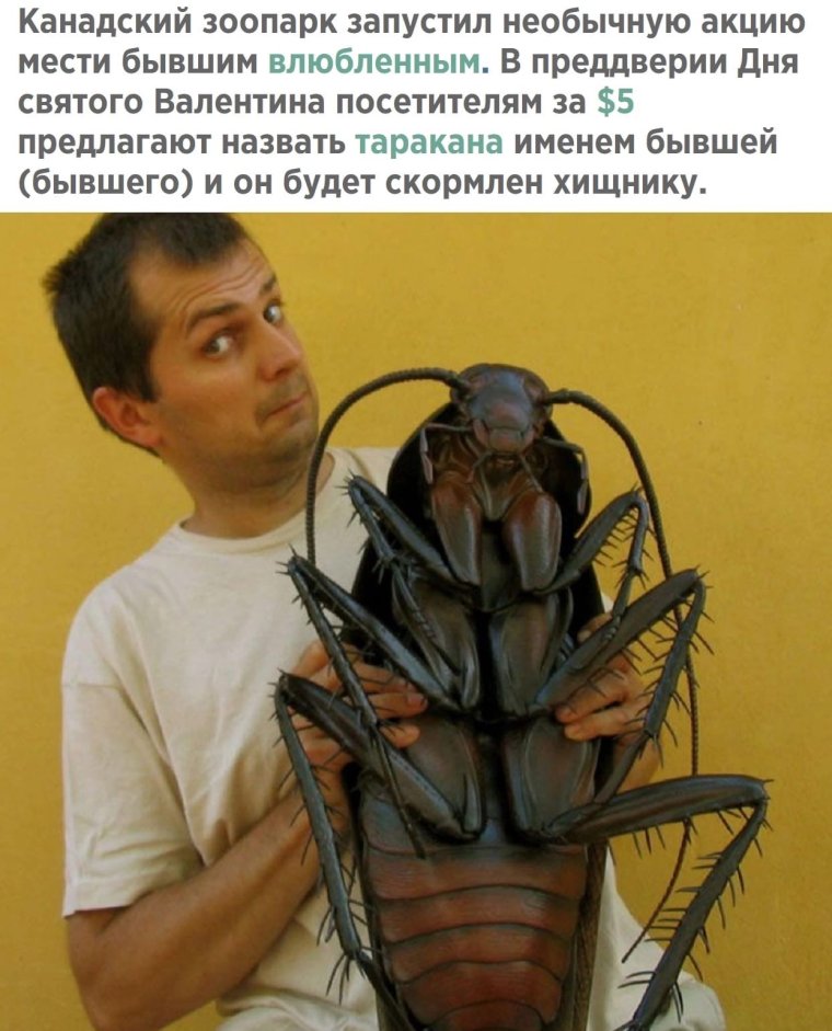 Карина Мишулина в сериале жуки