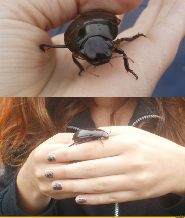 Жуки сериал Никита