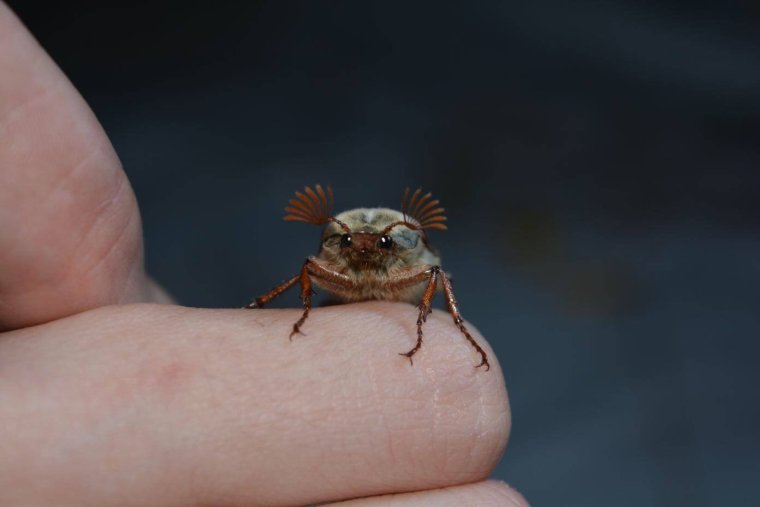 Вячеслав Чепурченко сериал жуки