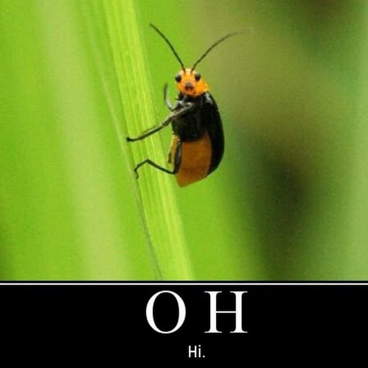 Мем про Жуков навозников