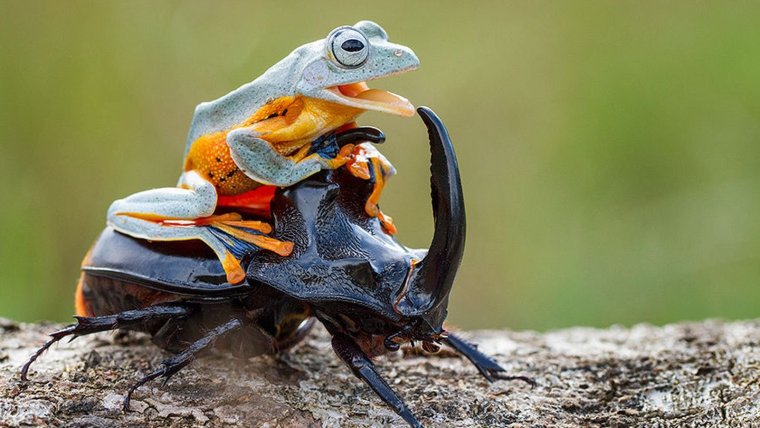 Жуки сериал