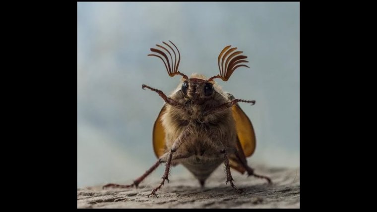 Жук Колорадо Лунтик